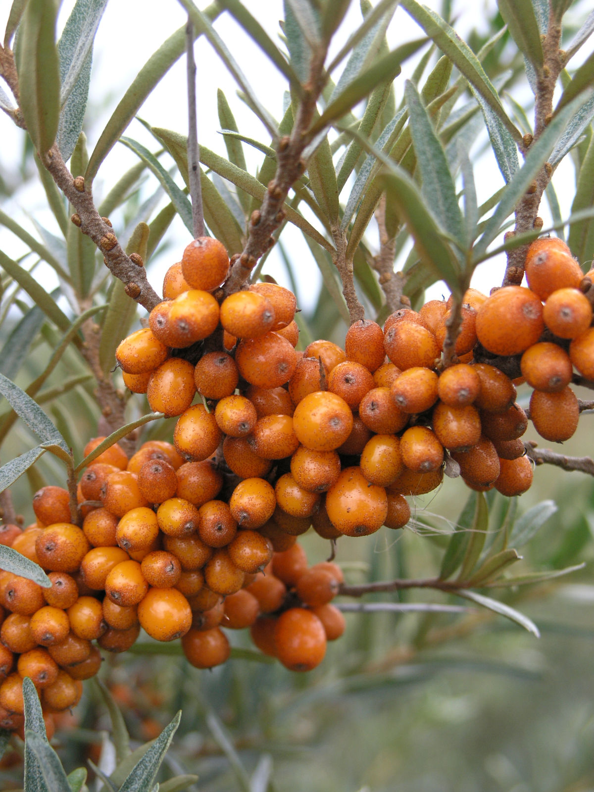 Sea Buckthorn, Seaberry (Hippophae rhamnoides)