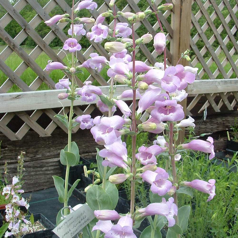 Large Beard Tongue Large Beard-tongue Beardtongue Shell Leaf Penstemon (Penstemon grandiflorus)