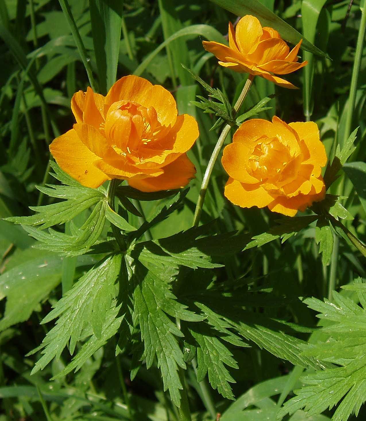 Asian Globeflower (Trollius asiaticus)