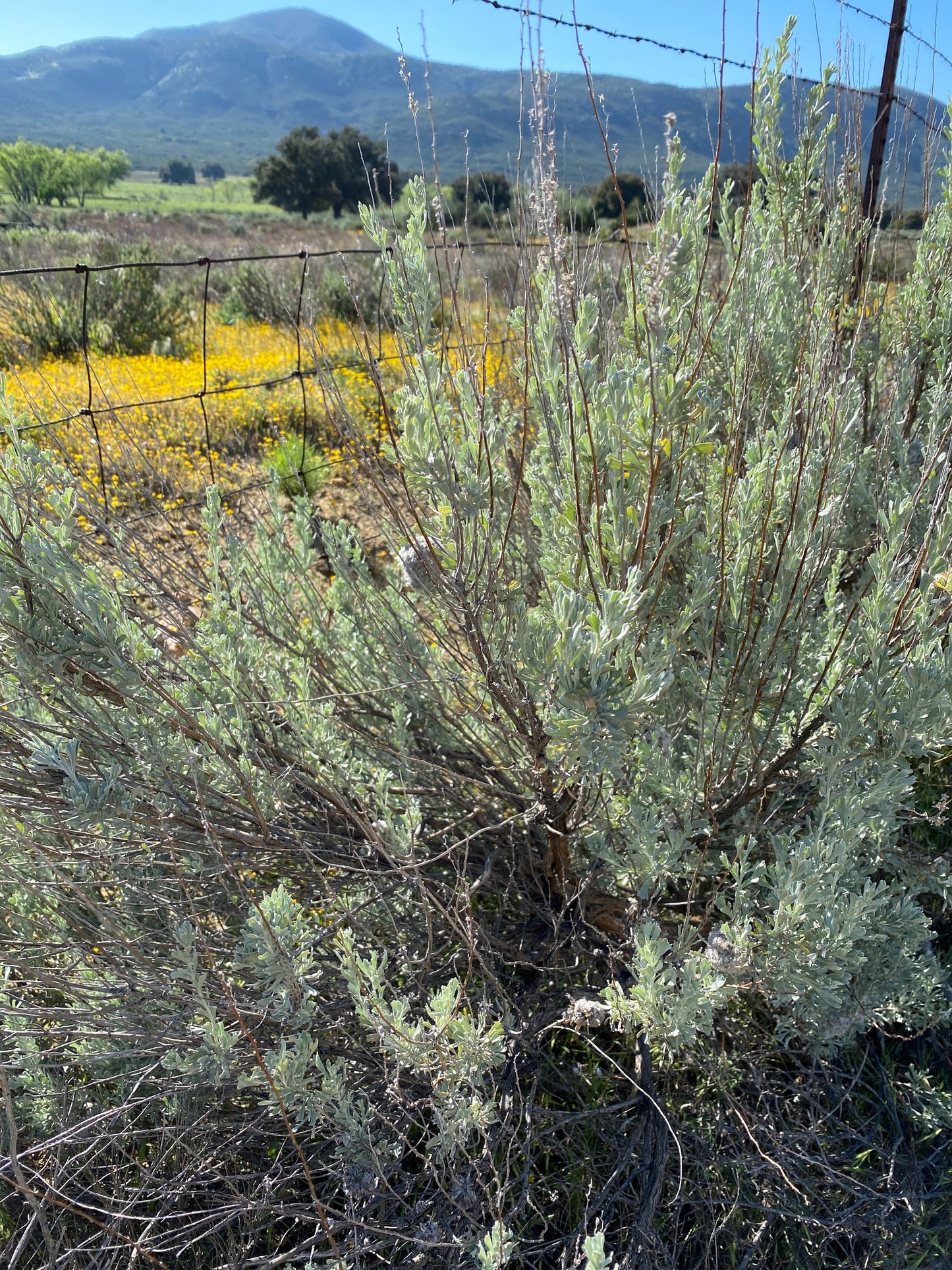 Big Sagebrush Sagebrush (Artemisia tridentata)