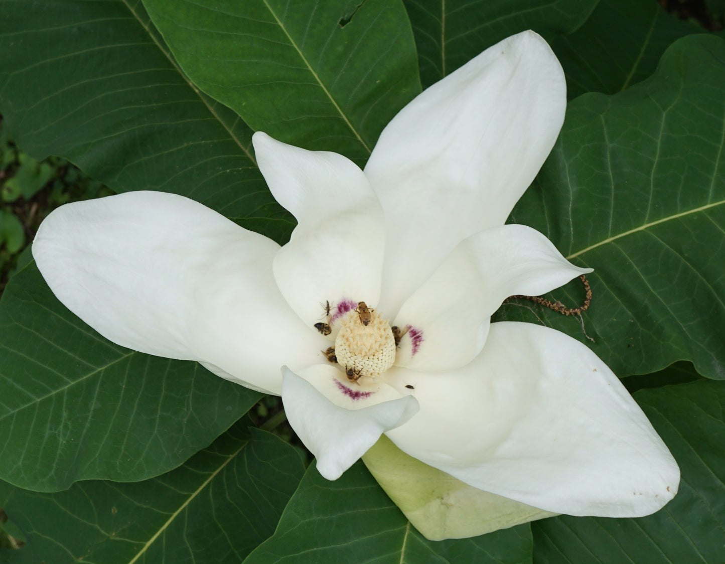 Bigleaf Magnolia (Magnolia macrophylla)