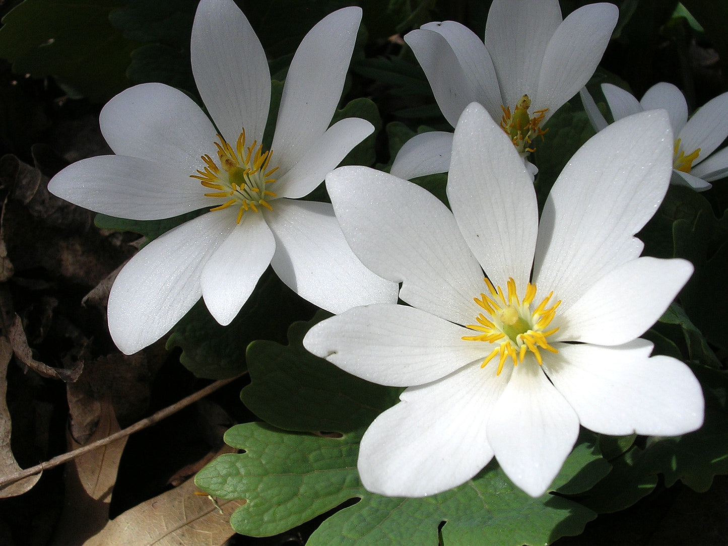 Bloodroot (Sanguinaria canadensis)