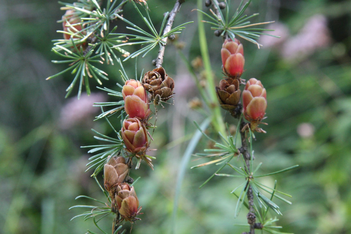 American Larch Tamarack (Larix laricina)