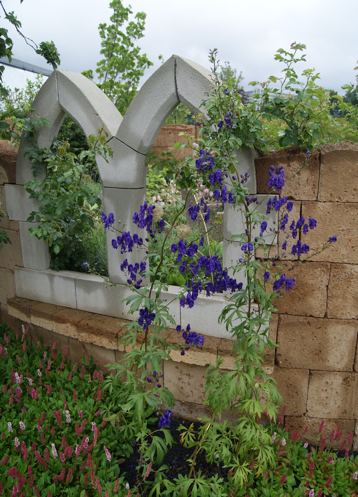 Monks Hood Slenderleaf Monkshood (Aconitum barbatum)