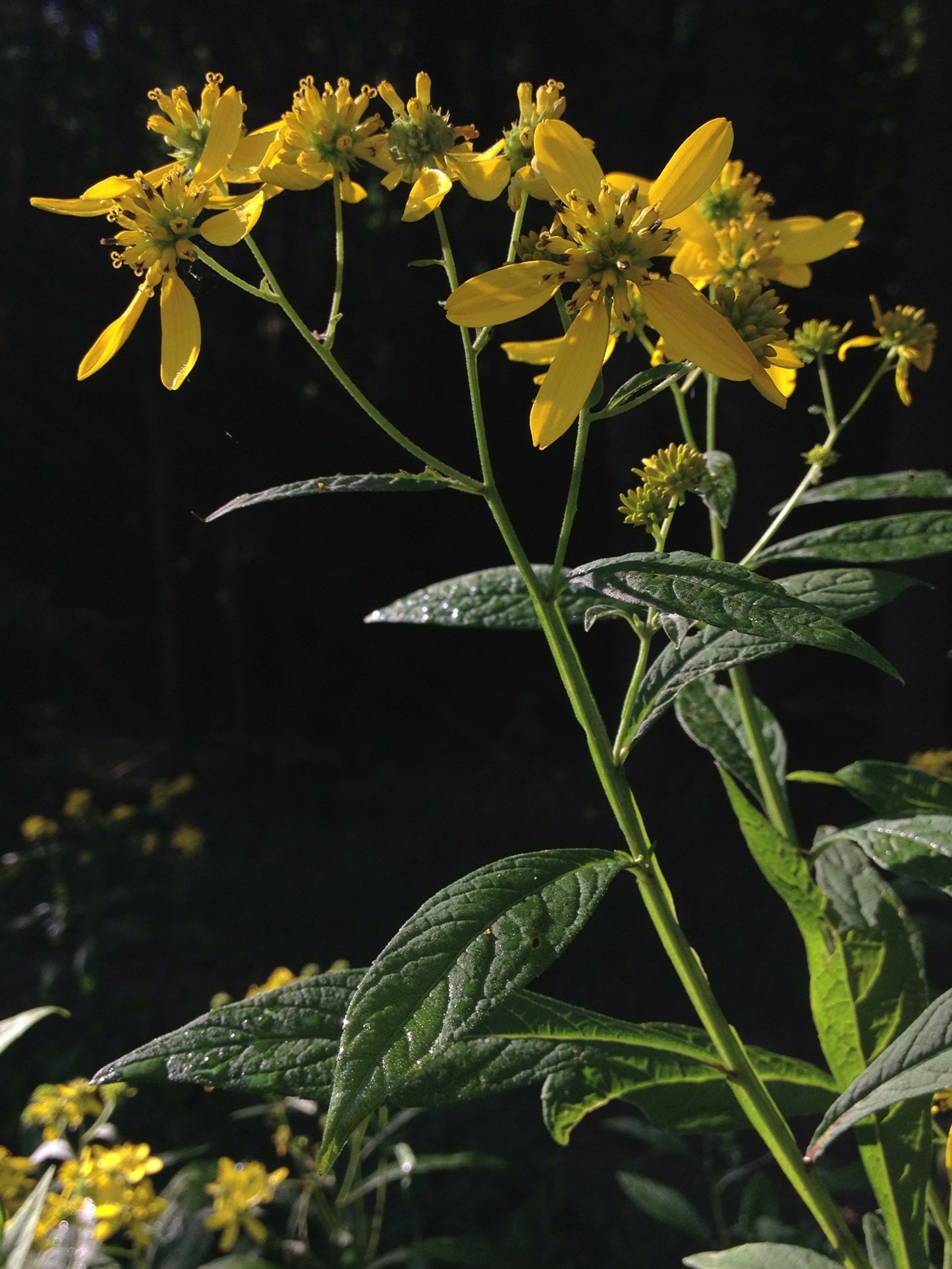Wingstem Yellow Ironweed (Verbesina alternifolia)