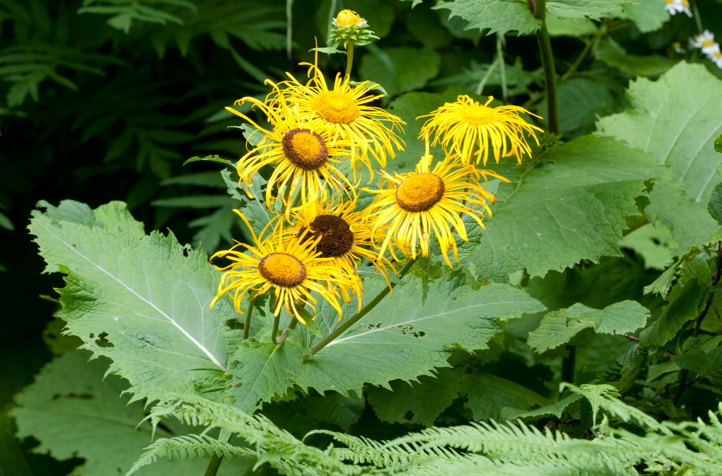 Giant Ox Eye Oxeye Heartleaf Oxeye (Telekia speciosa)