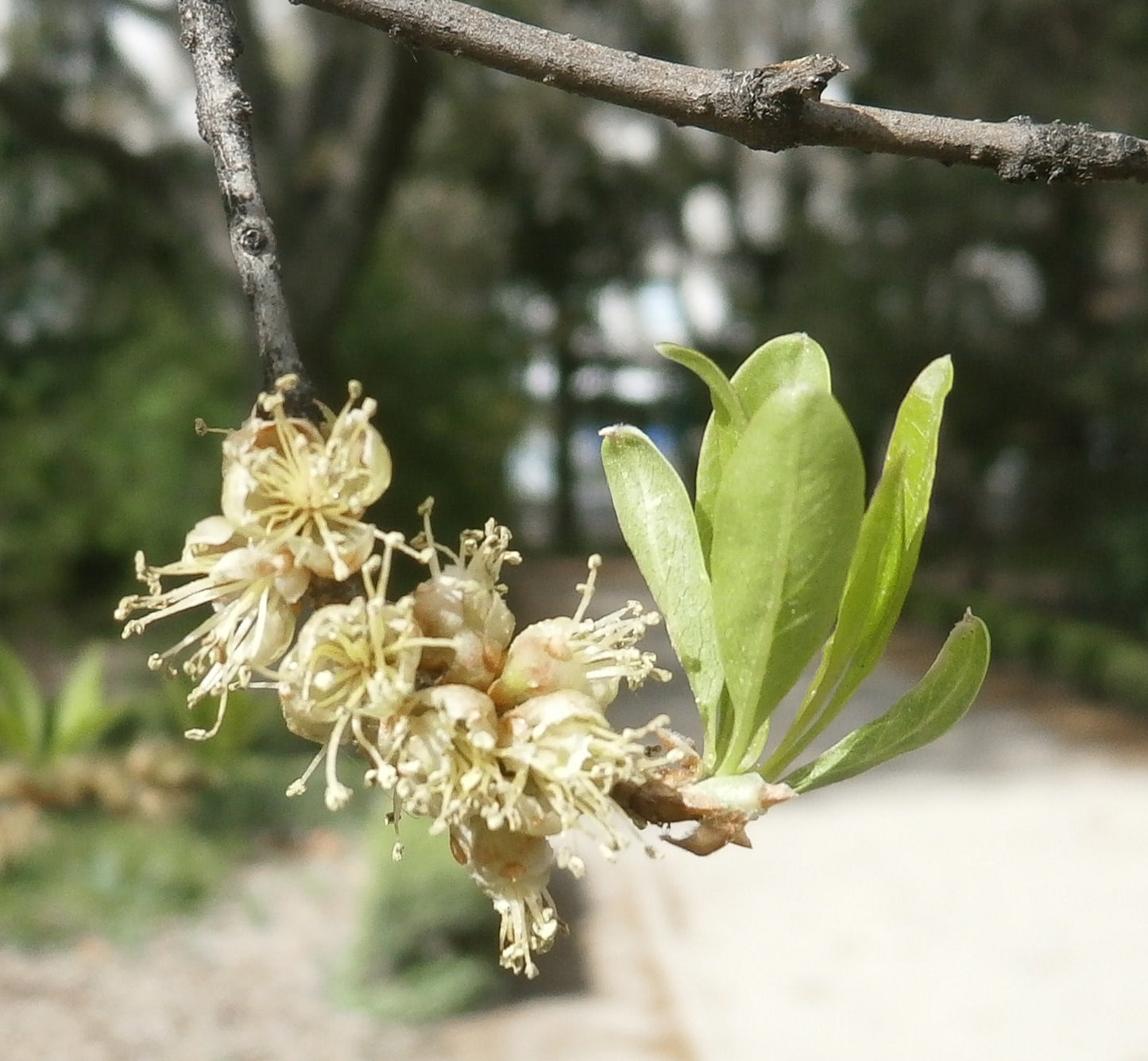 Desert Olive Privet Olive (Forestiera neomexicana)