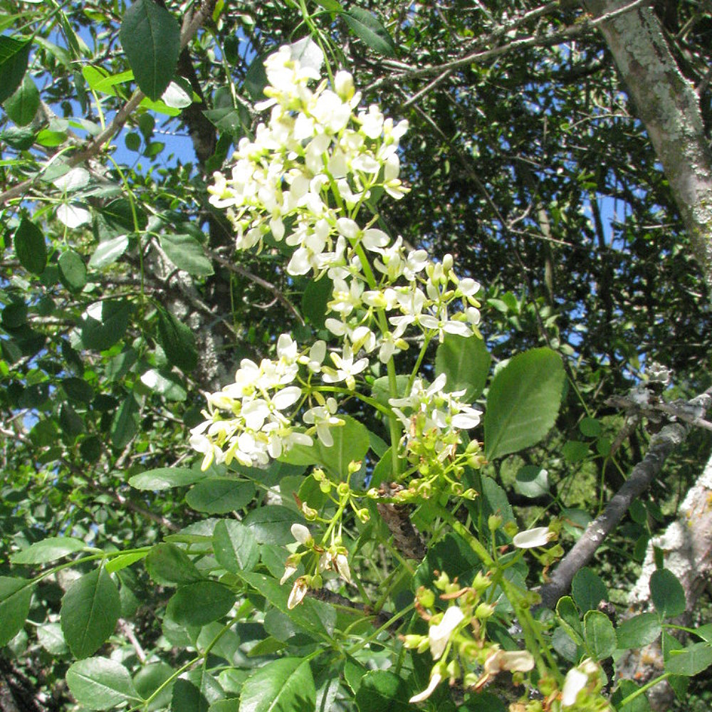 California Ash Two-petal Ash (Fraxinus dipetala)