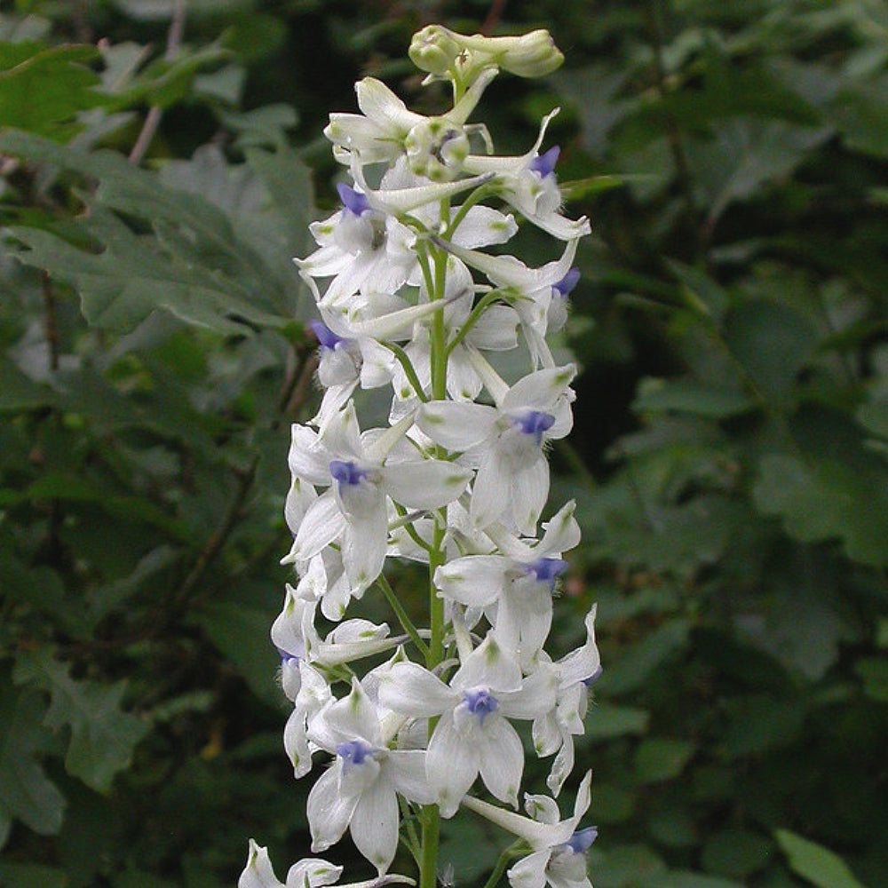 Larkspur Royal Knights-spur King Larkspur (Consolida regalis var. White King)
