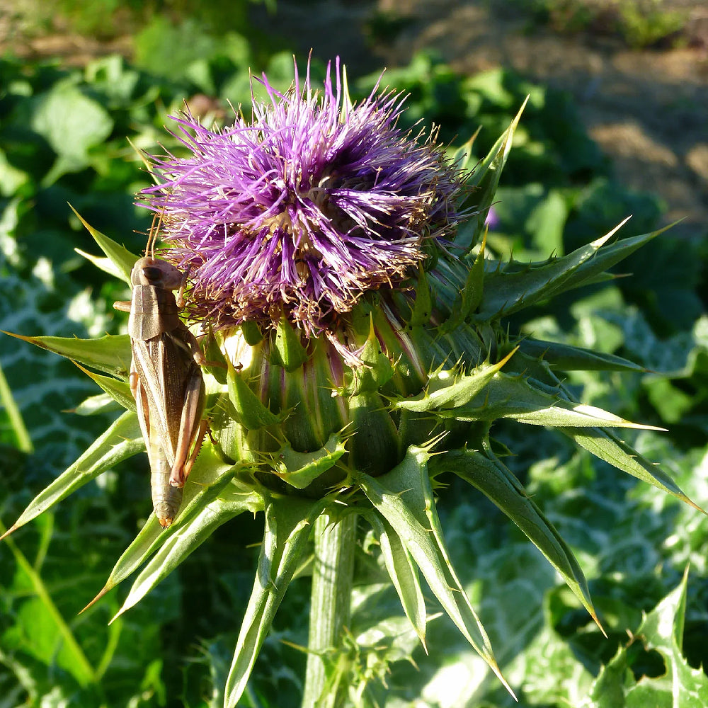 Blessed Milkthistle Holy Thistle Mary Milk Thistle (Silybum marianum)