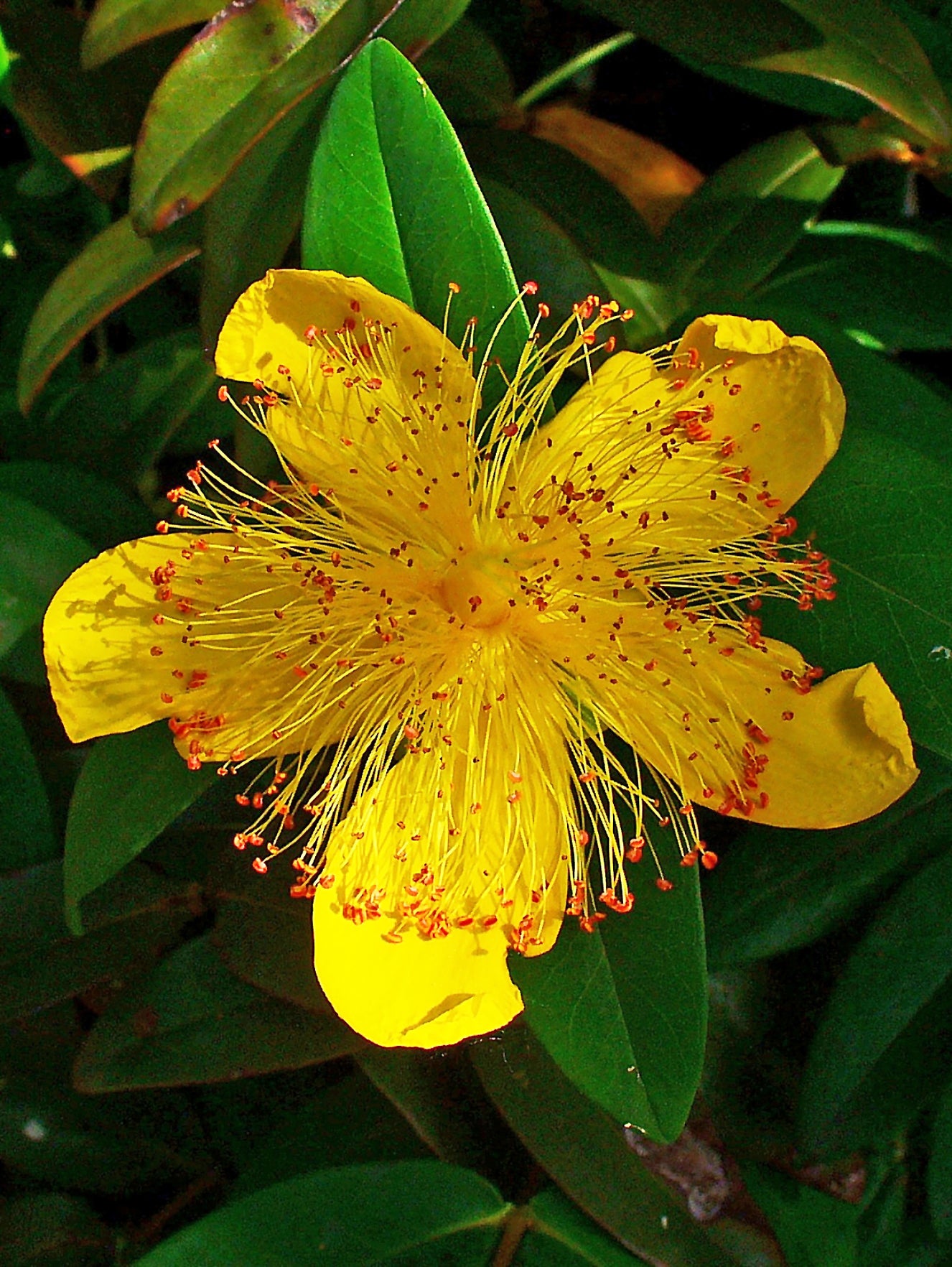 Aarons Creeping St Johnswort Goldflower Rose-of-sharonwort (Hypericum calycinum)