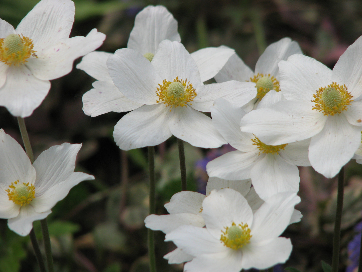 Snowdrop (Anemone sylvestris)