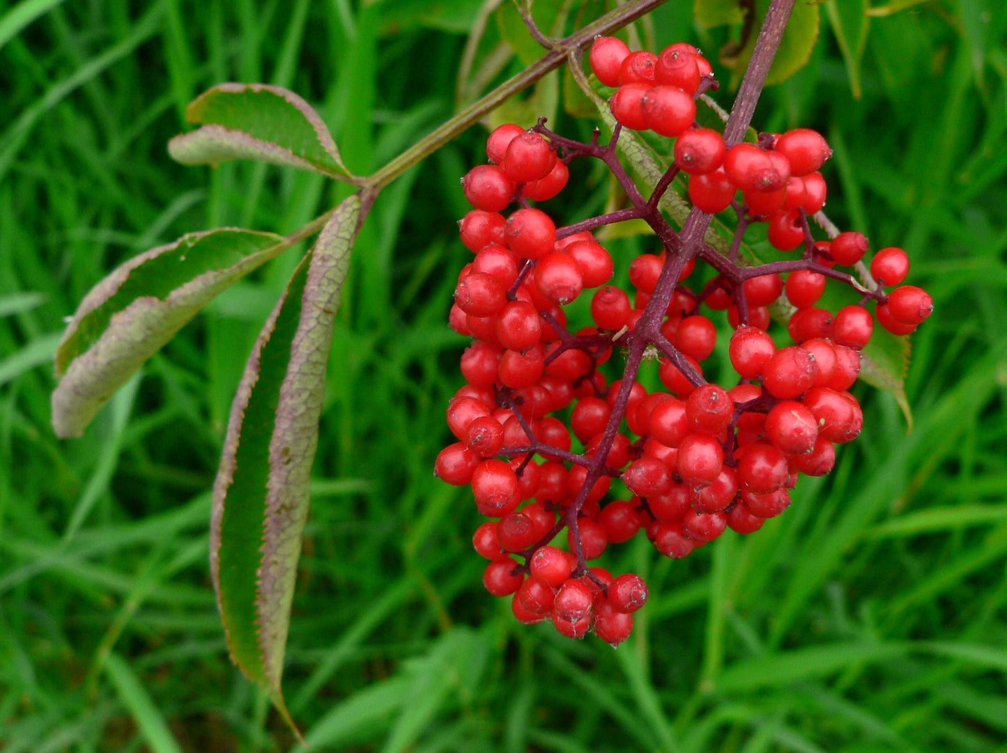 Pacific Red Coast Elder (Sambucus callicarpa)