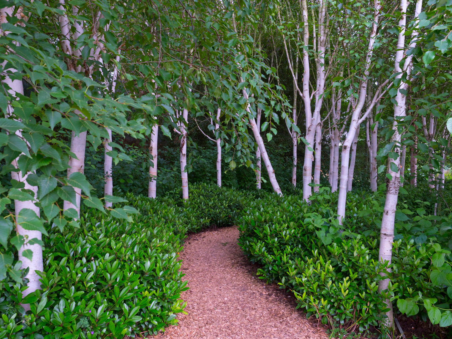 Whitebarked Himalayan Birch (Betula utilis var. jacquemontii)