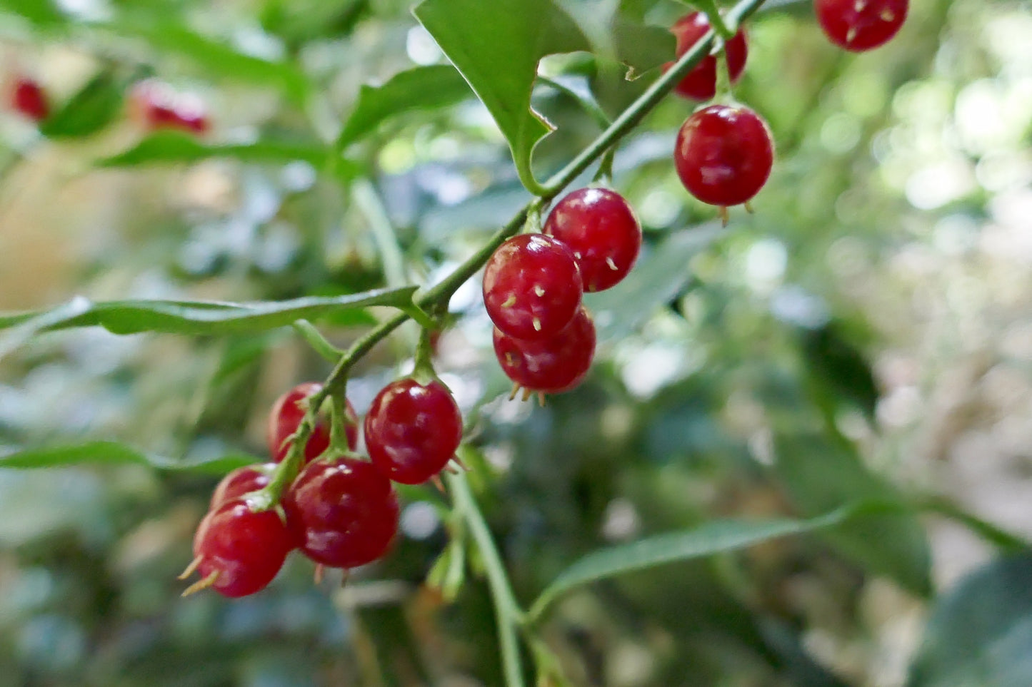 Common Sarcococca Fragrant Sweetbox Sweetbox (Sarcococca ruscifolia)