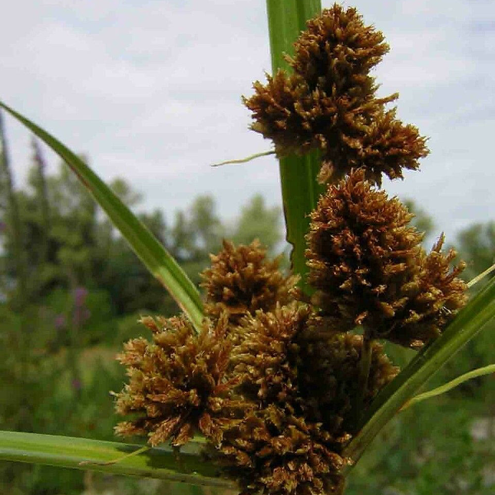 Dark Green Bulbrush Dark Bulrush Rush (Scirpus atrovirens)