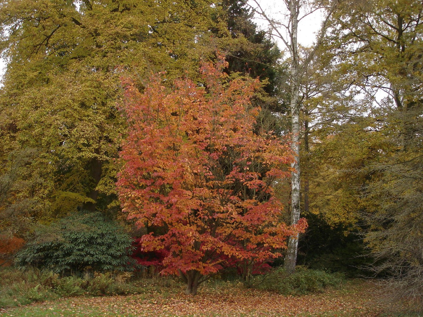 Snake-bark Maple (Acer capillipes)