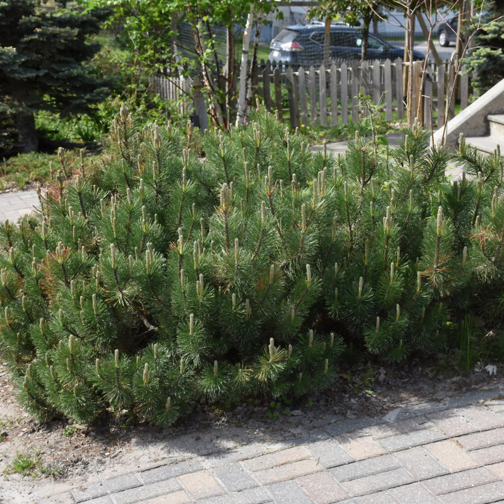 Dwarf Mugo Pine (Pinus mugo var. pumilio)