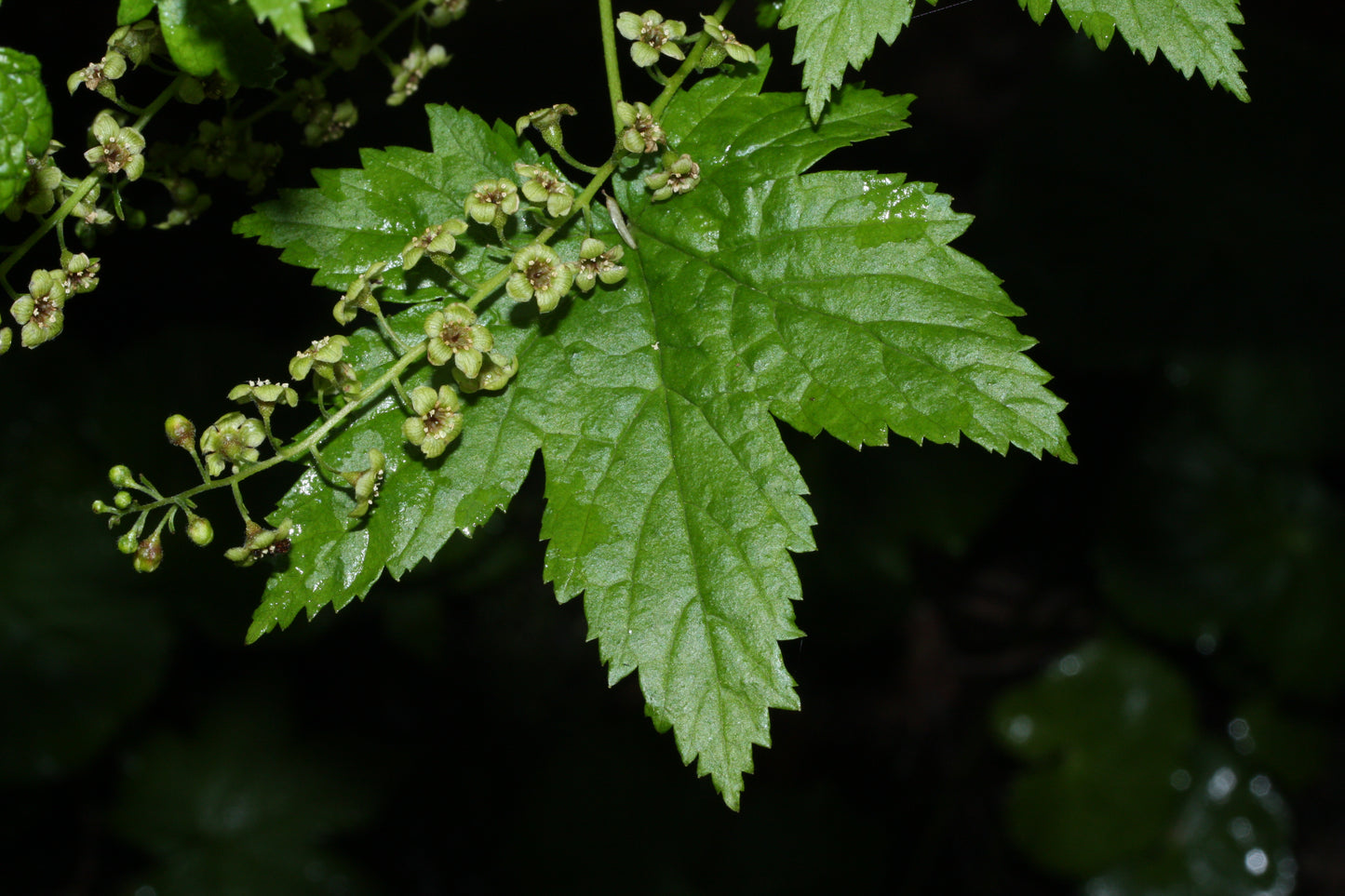 Stink Currant (Ribes bracteosum)