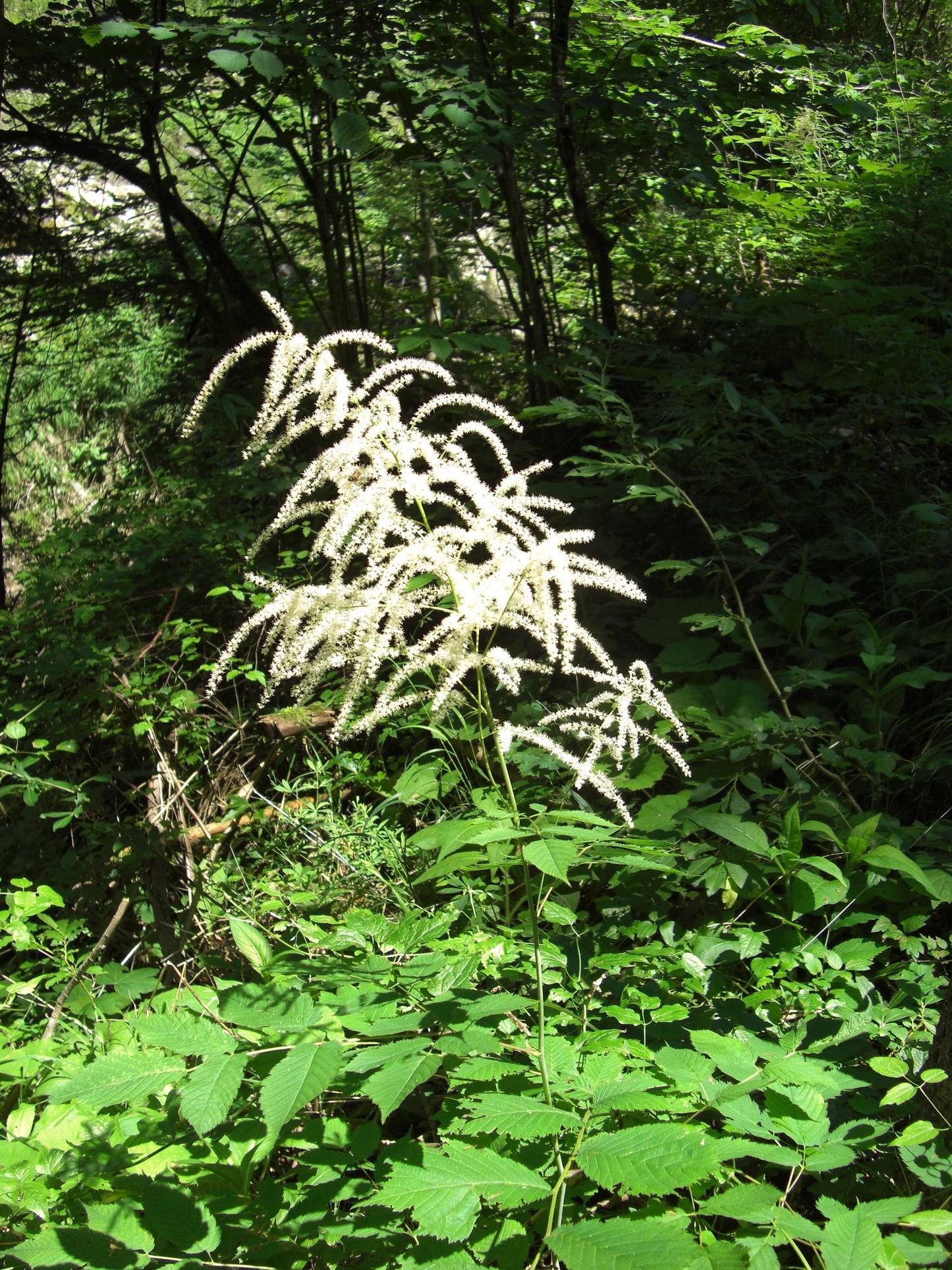 Brides Feathers Goatsbeard (Aruncus vulgaris)