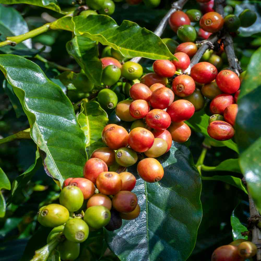 Arabian Coffee Arabica Shrub Arabia Coffee (Coffea arabica)