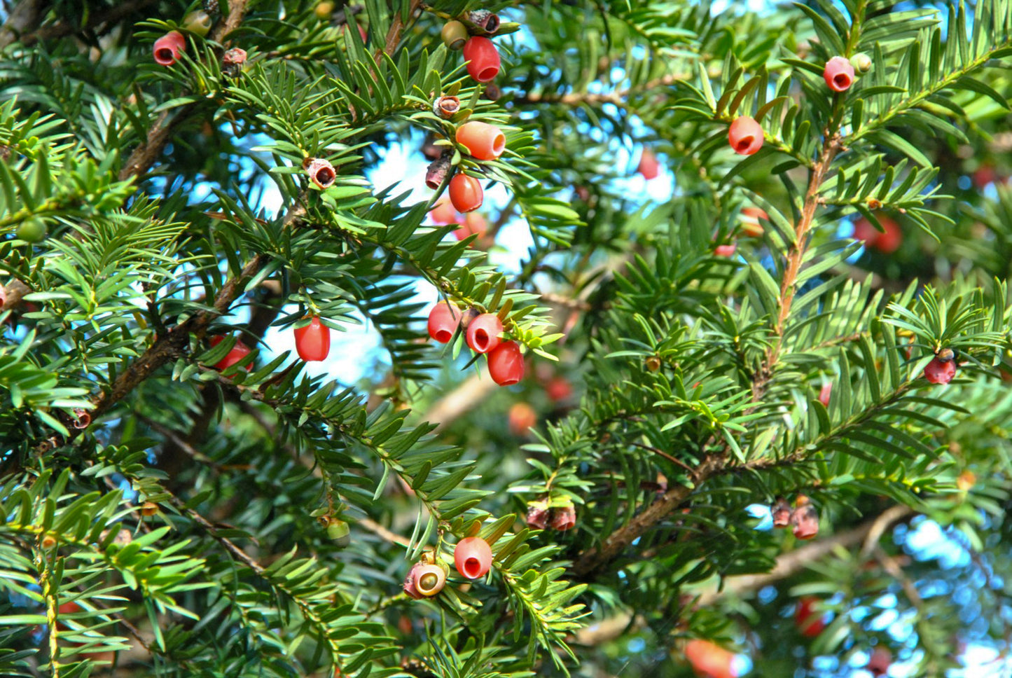 Common Yew English Yew (Taxus baccata)