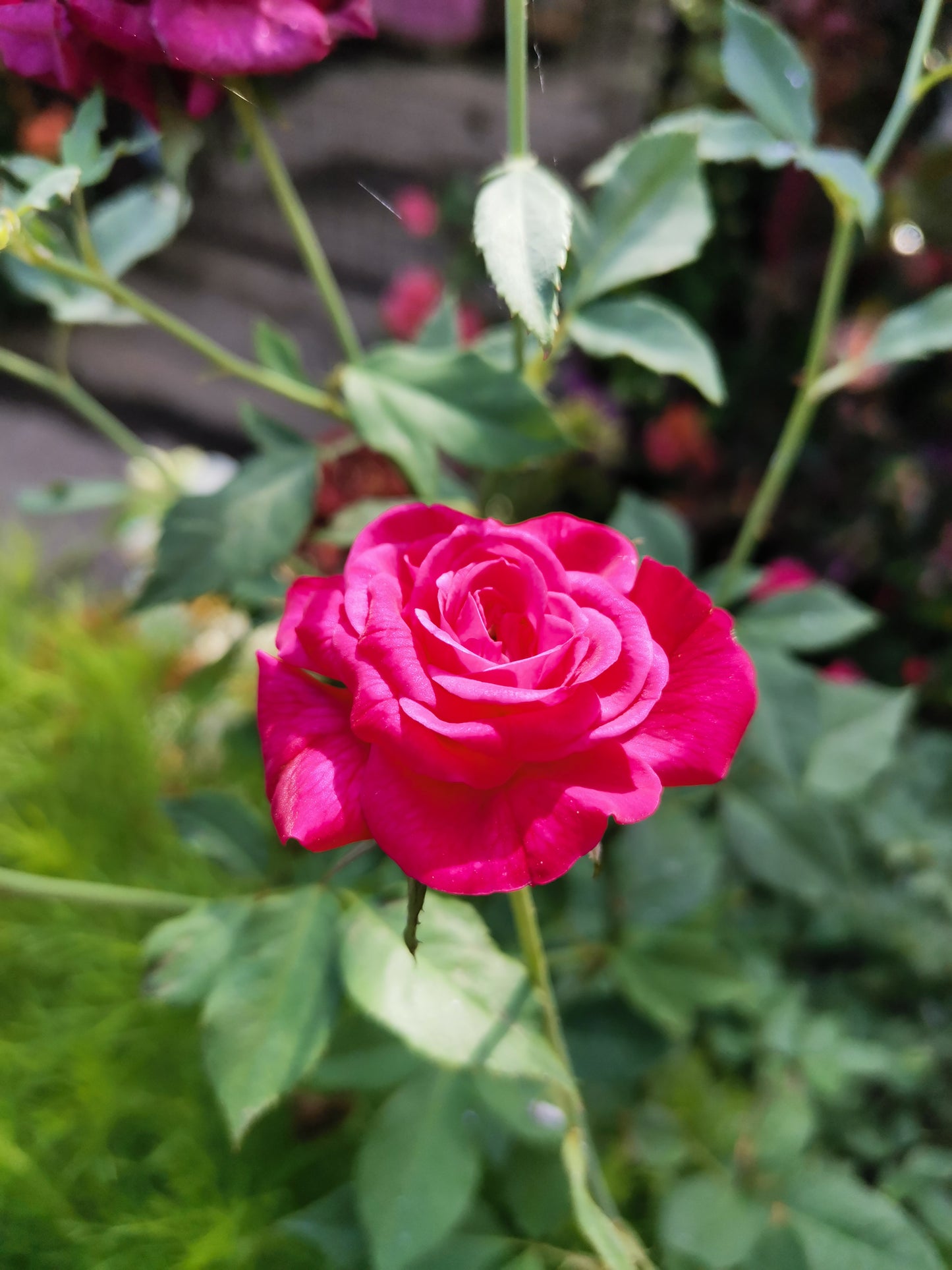 Cluster Swamp Rose (Rosa pisocarpa)