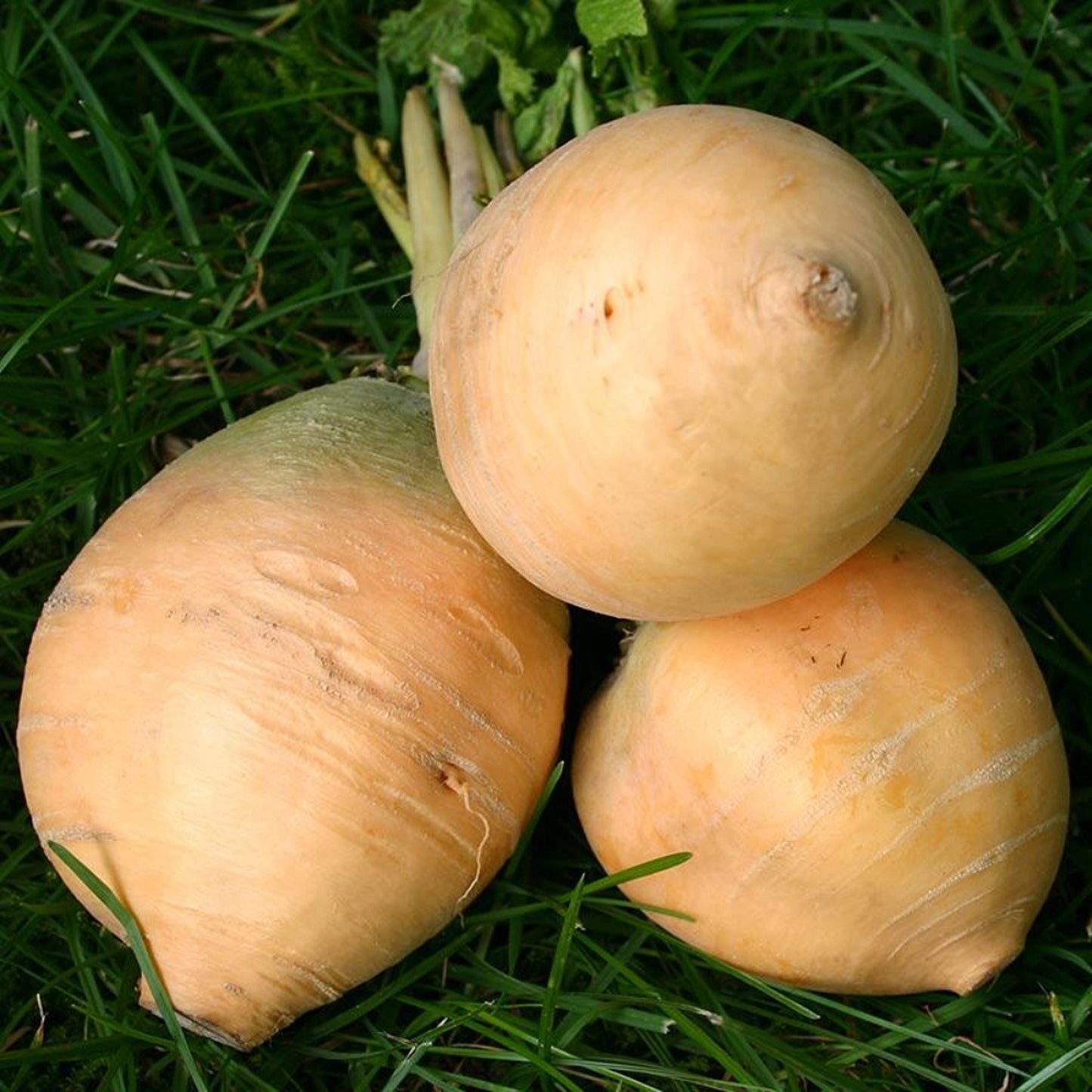 Goldenball Turnip Turnip (Brassica rapa var. Lorifolia 'Goldenball')