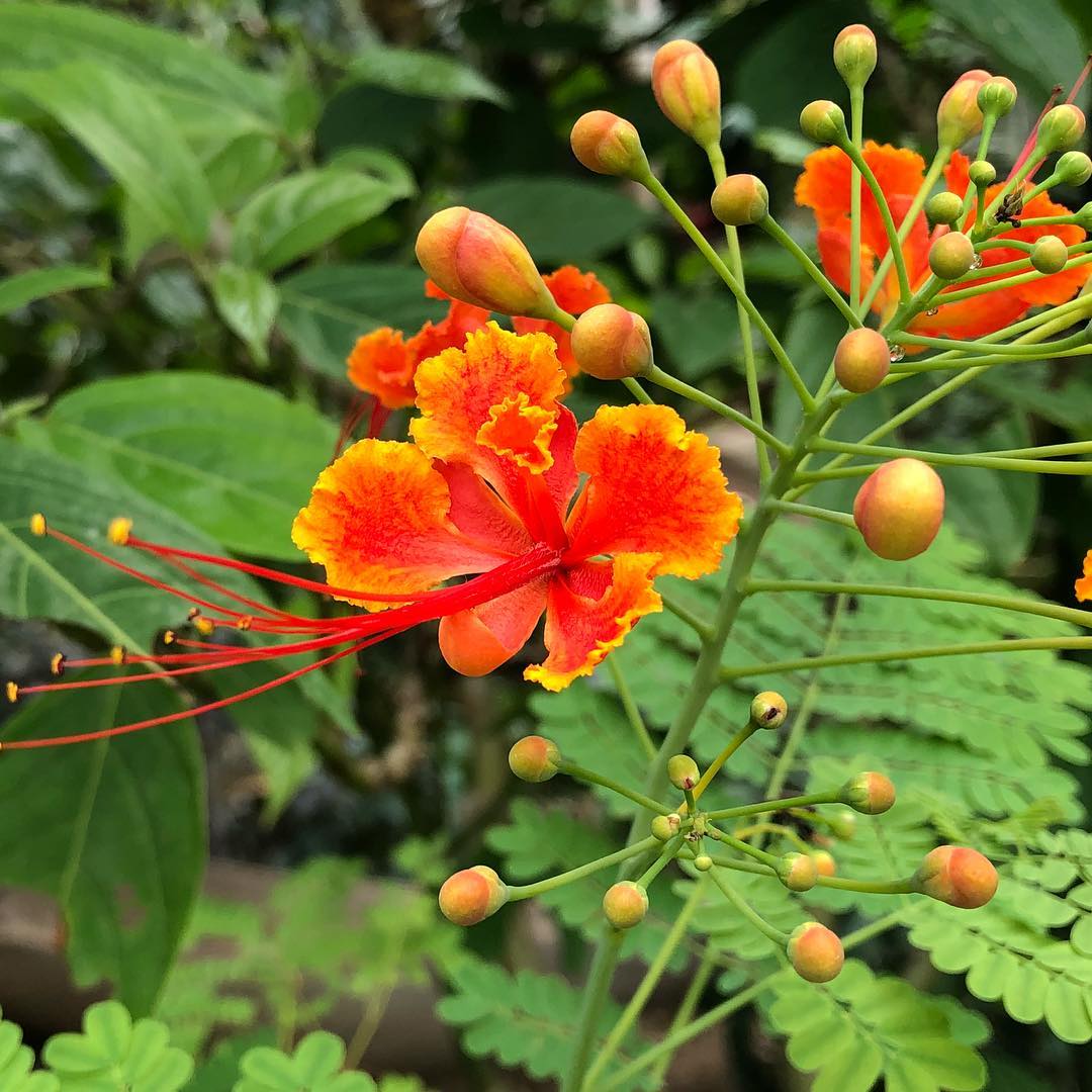 Barbados Flower Fence Poinciana Peacock Pride Barbados (Caesalpinia pulcherrima)