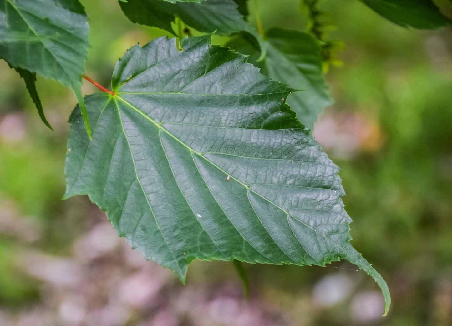 Kawakami Maple (Acer caudatifolium)