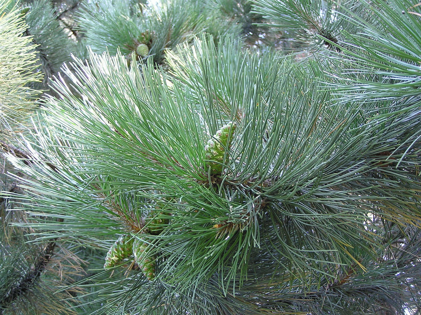 Cluster Pine, Maritime Pine (Pinus pinaster)