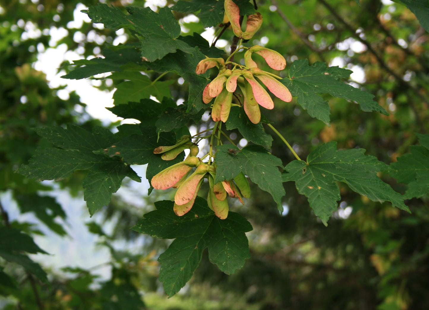 Red-bud Maple (ACER trautvetteri)