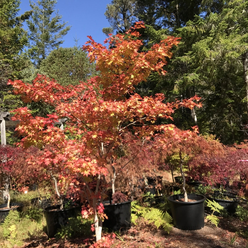 Sode No Uchi Siebold Maple (Acer sieboldianum 'Sode-No-Uchi' dry seed)