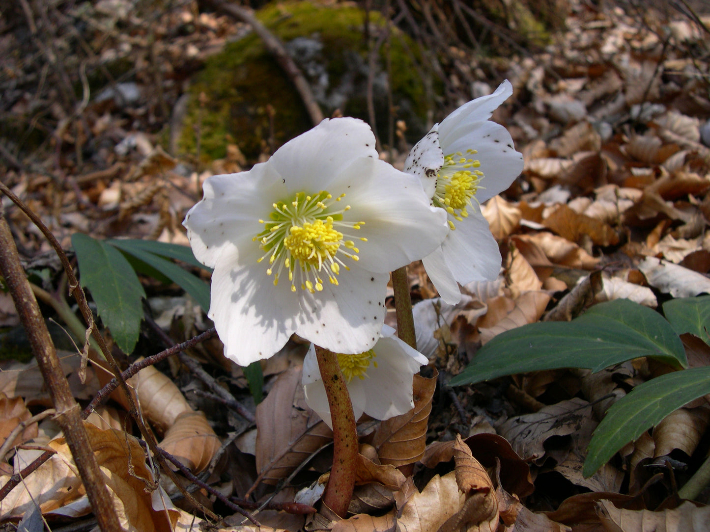 Black Hellebore Christmas Rose (Helleborus niger)