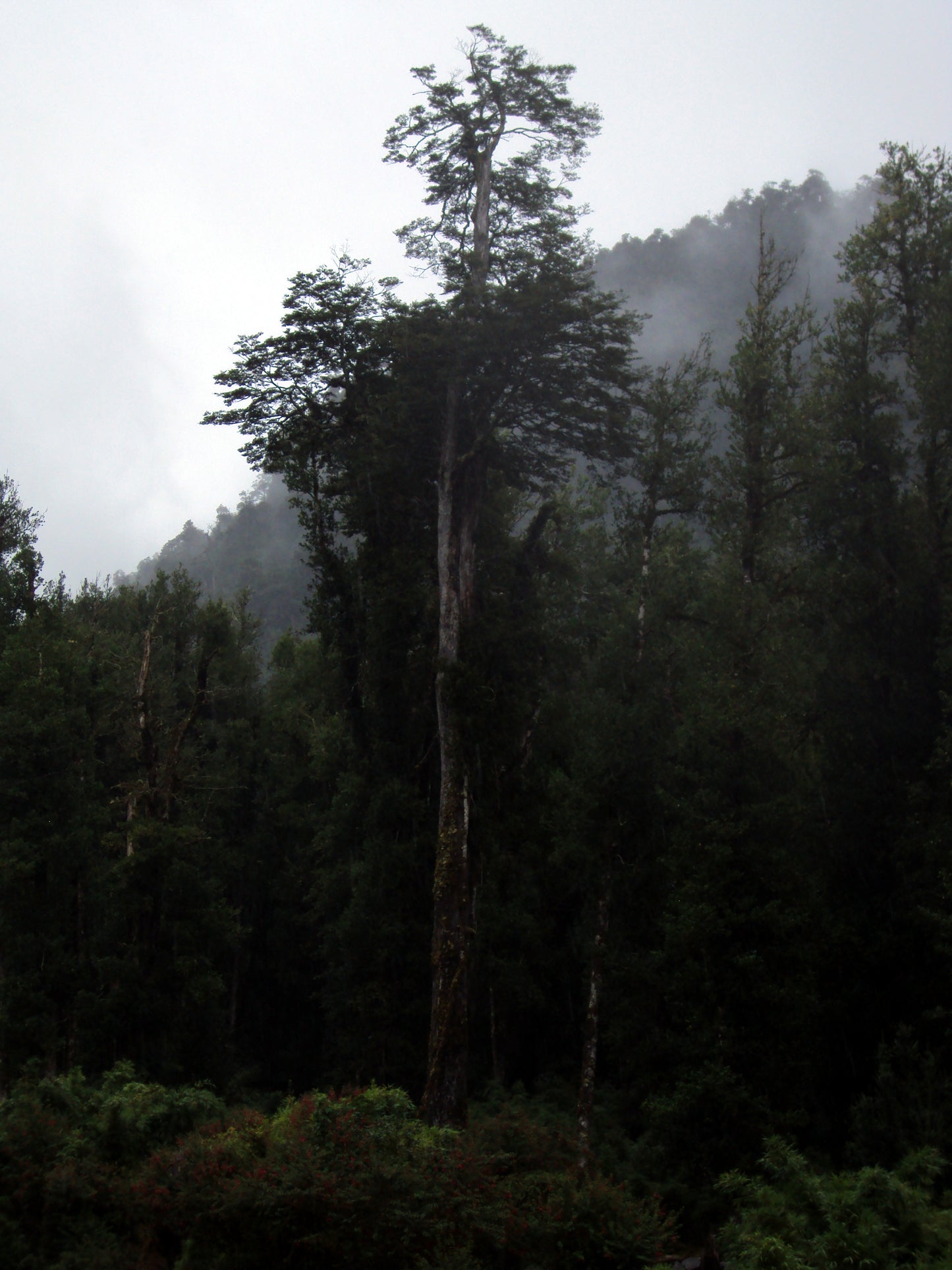 Coigue Coihue Dombeys Beeech Beech (Nothofagus dombeyi)