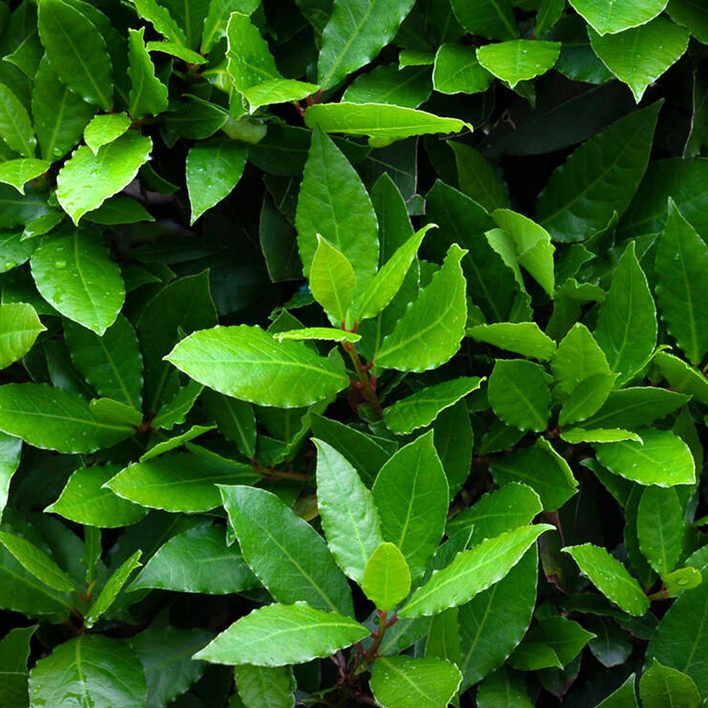 Sweet Bay Leaf Grecian True Laurel (Laurus nobilis)