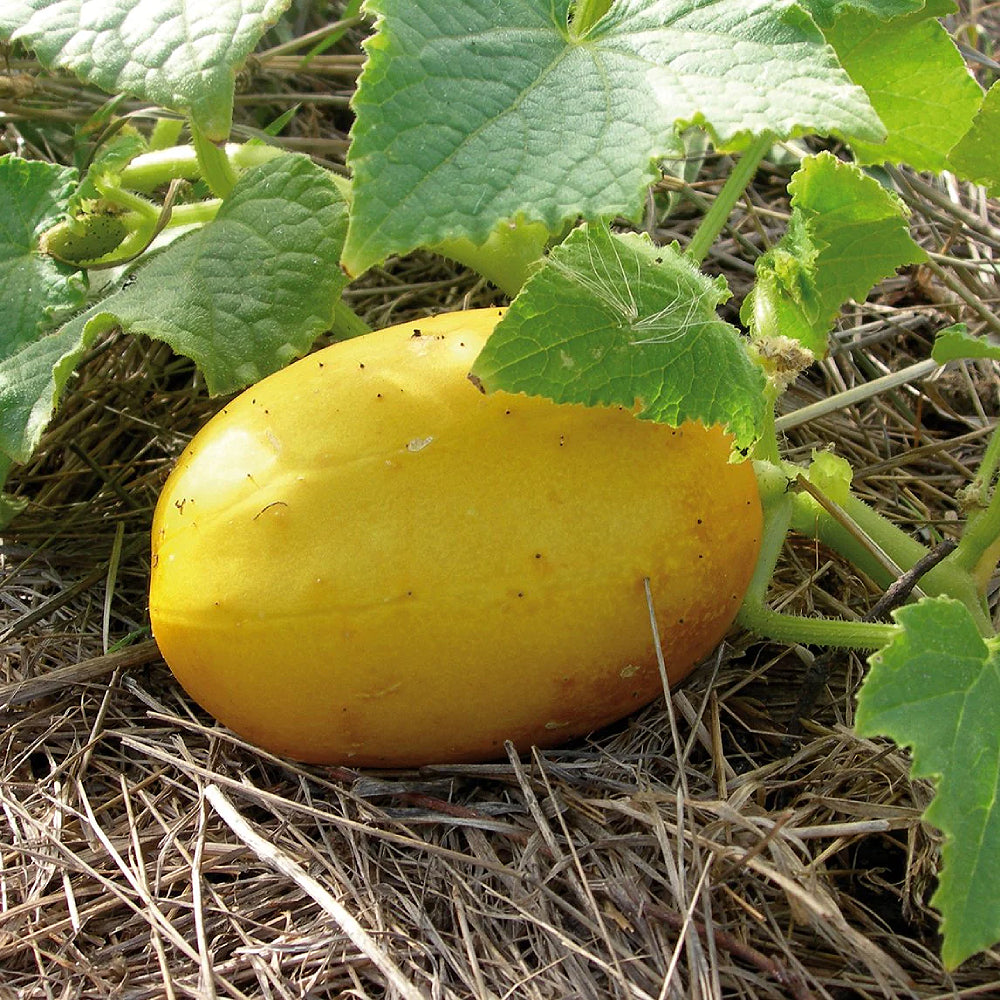 Lemon Cucumber (Cucumis sativus 'Lemon')