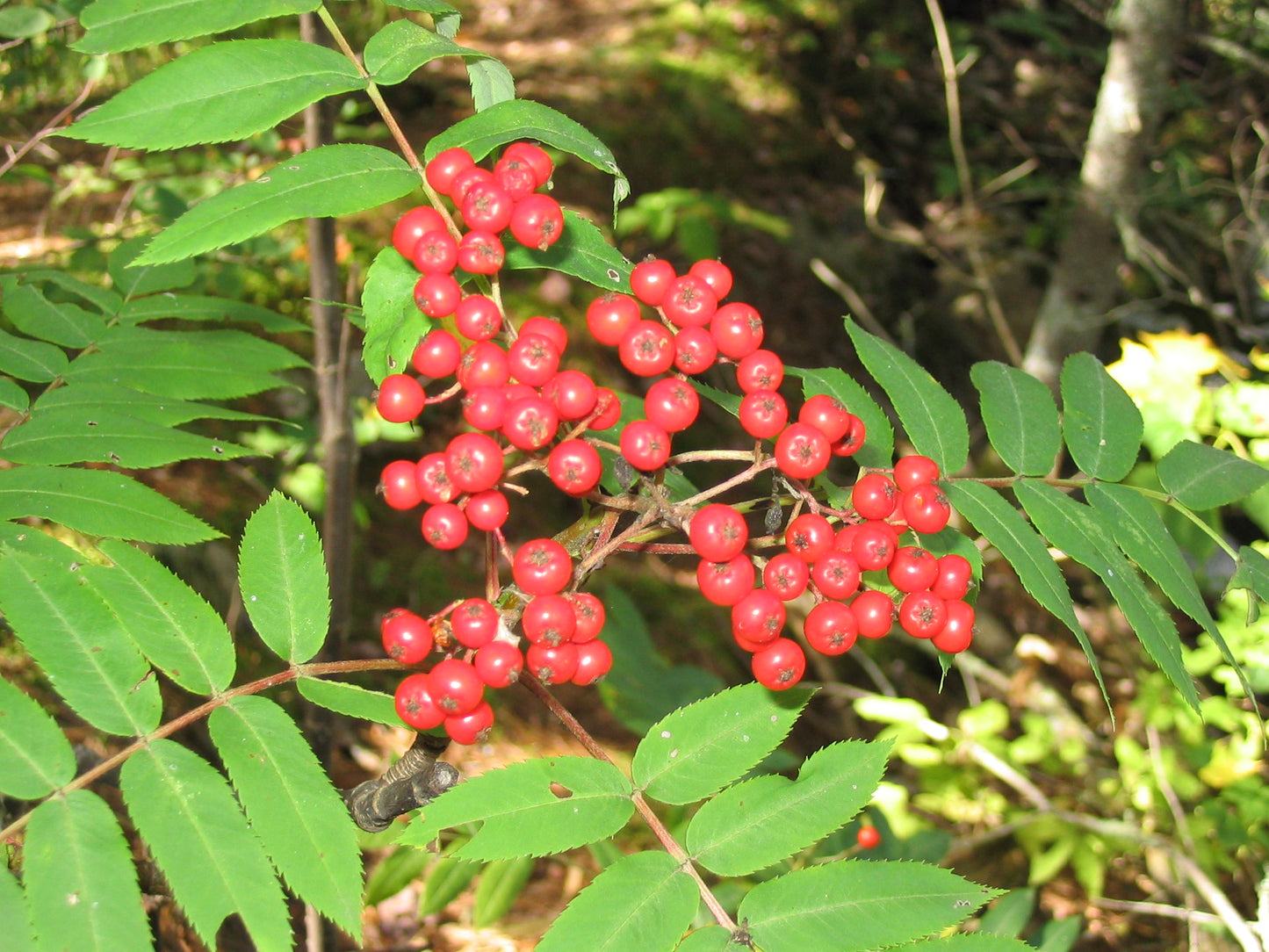 American Ash (Sorbus americana clean seed)