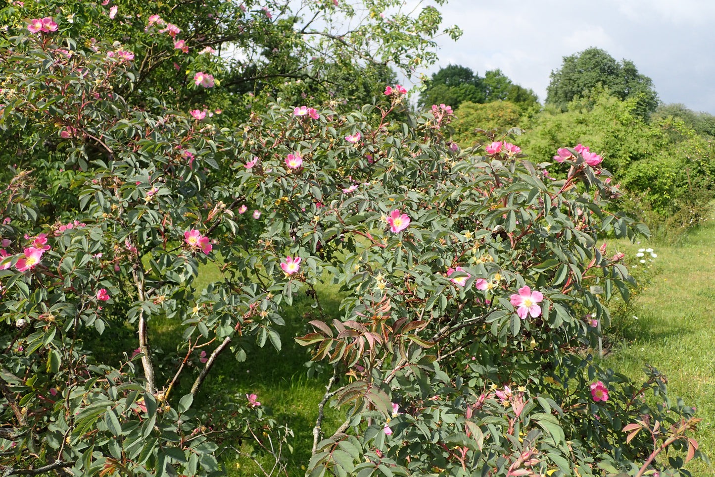 Glaucous Dog Rose (Rosa dumalis)