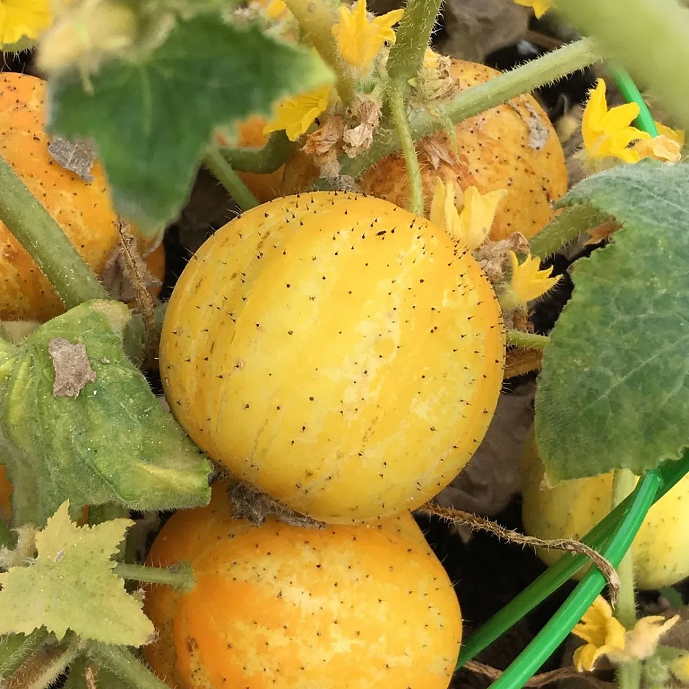 Lemon Cucumber (Cucumis sativus 'Lemon')