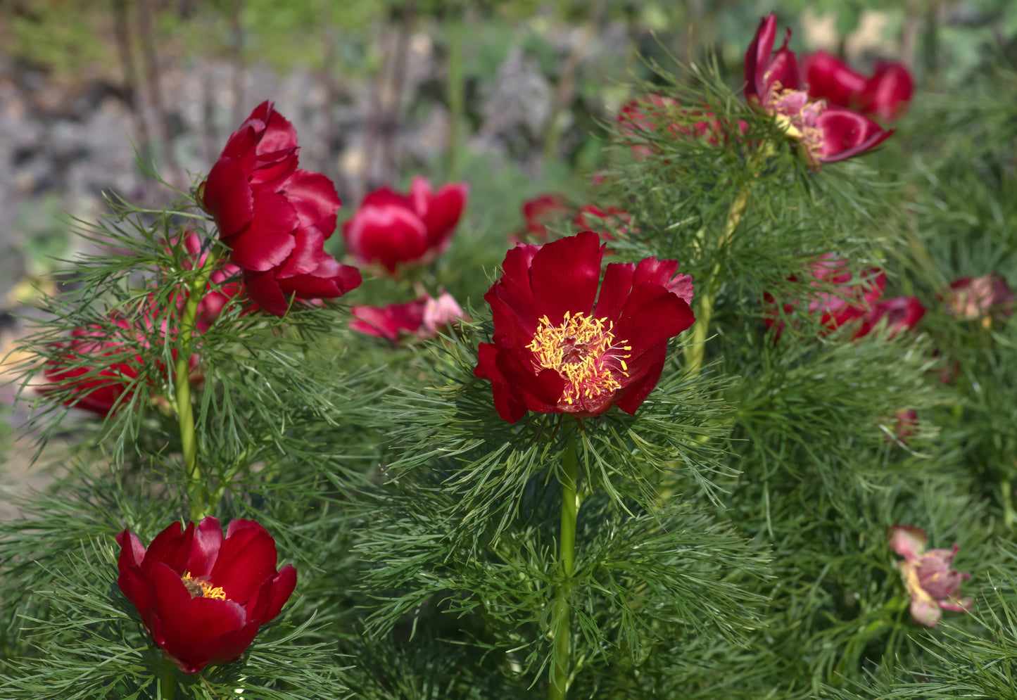 Fernleaf Peony (Paeonia tenuifolia)