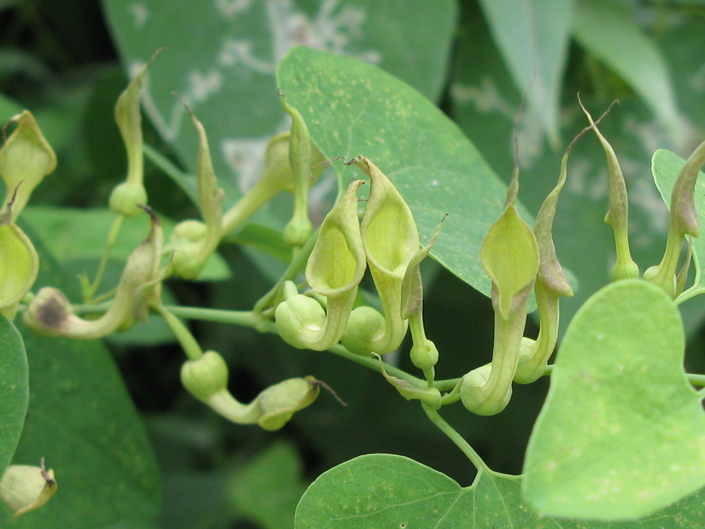 Ma Do Ling Northern Pipevine Snakeroot (Aristolochia contorta)