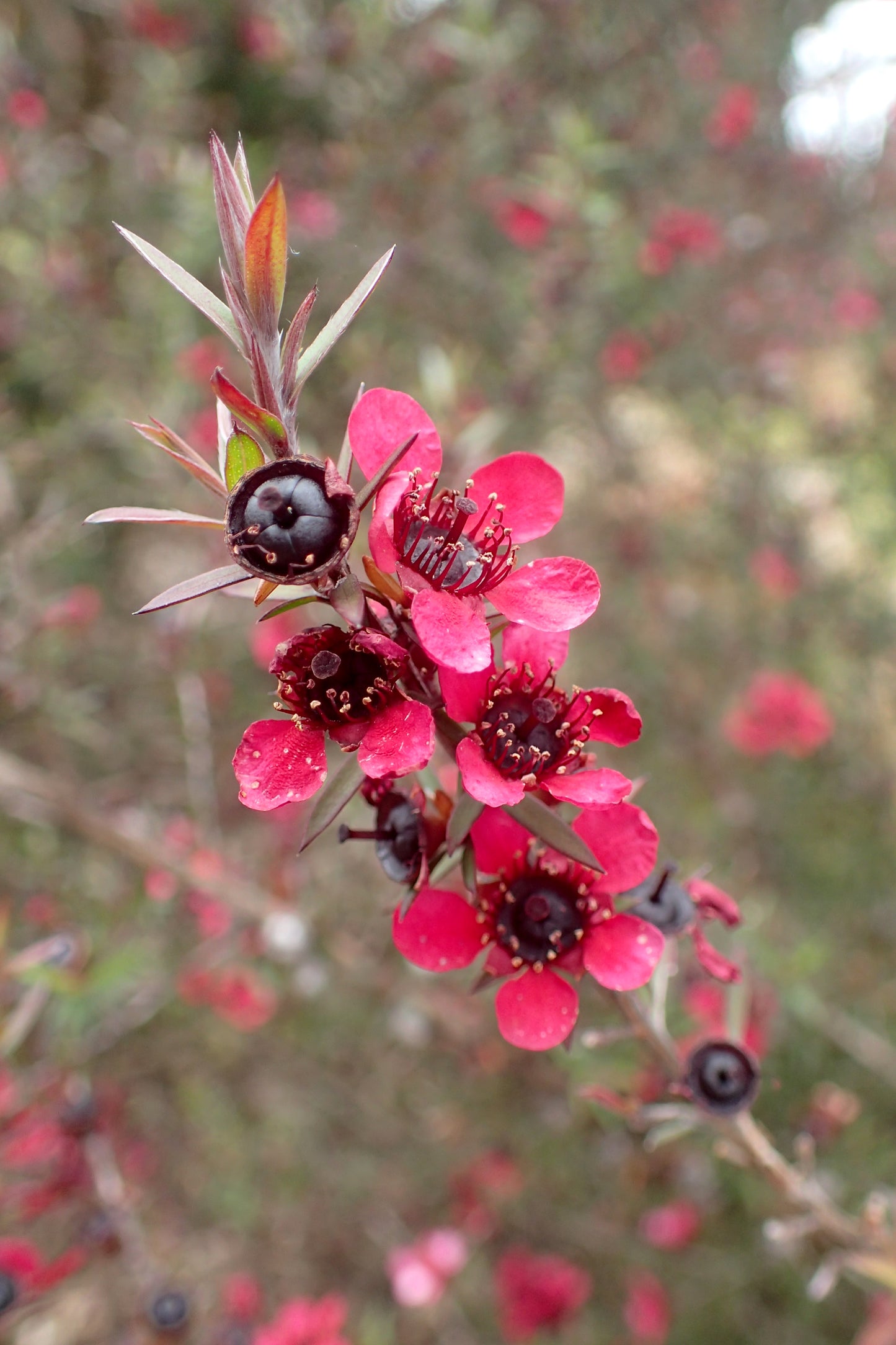 Broom Teatree Manuka Tree (Leptospermum scoparium)
