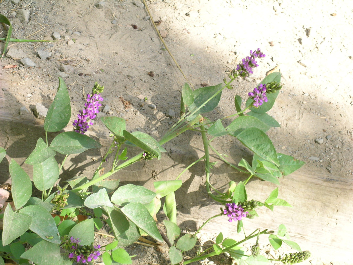 Large Leather-root (Hoita macrostachya)