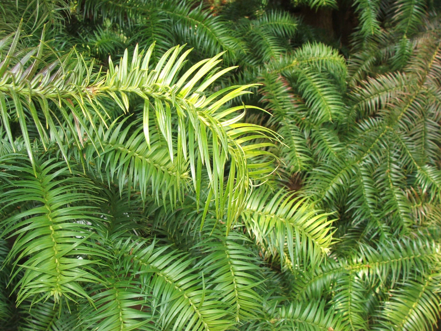 Chinese Fir (Cunninghamia lanceolata)