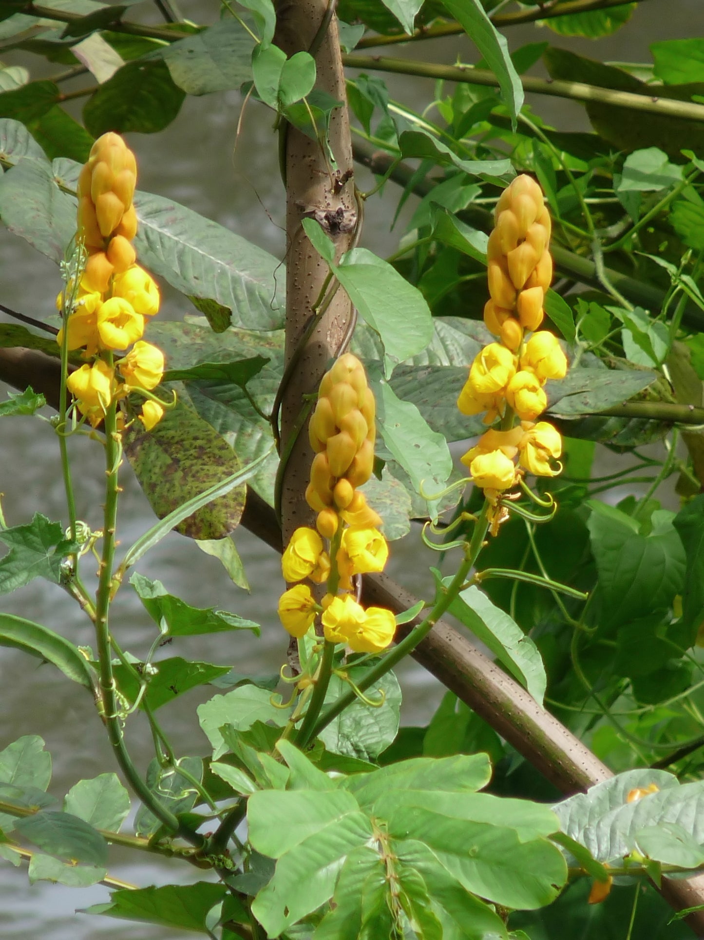 Emperors Candlesticks (Senna alata)