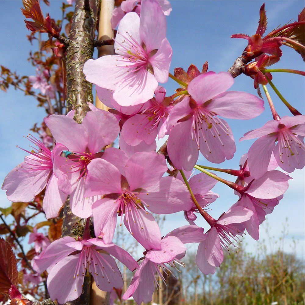 Sakura, Sargent Cherry (Prunus sargentii)
