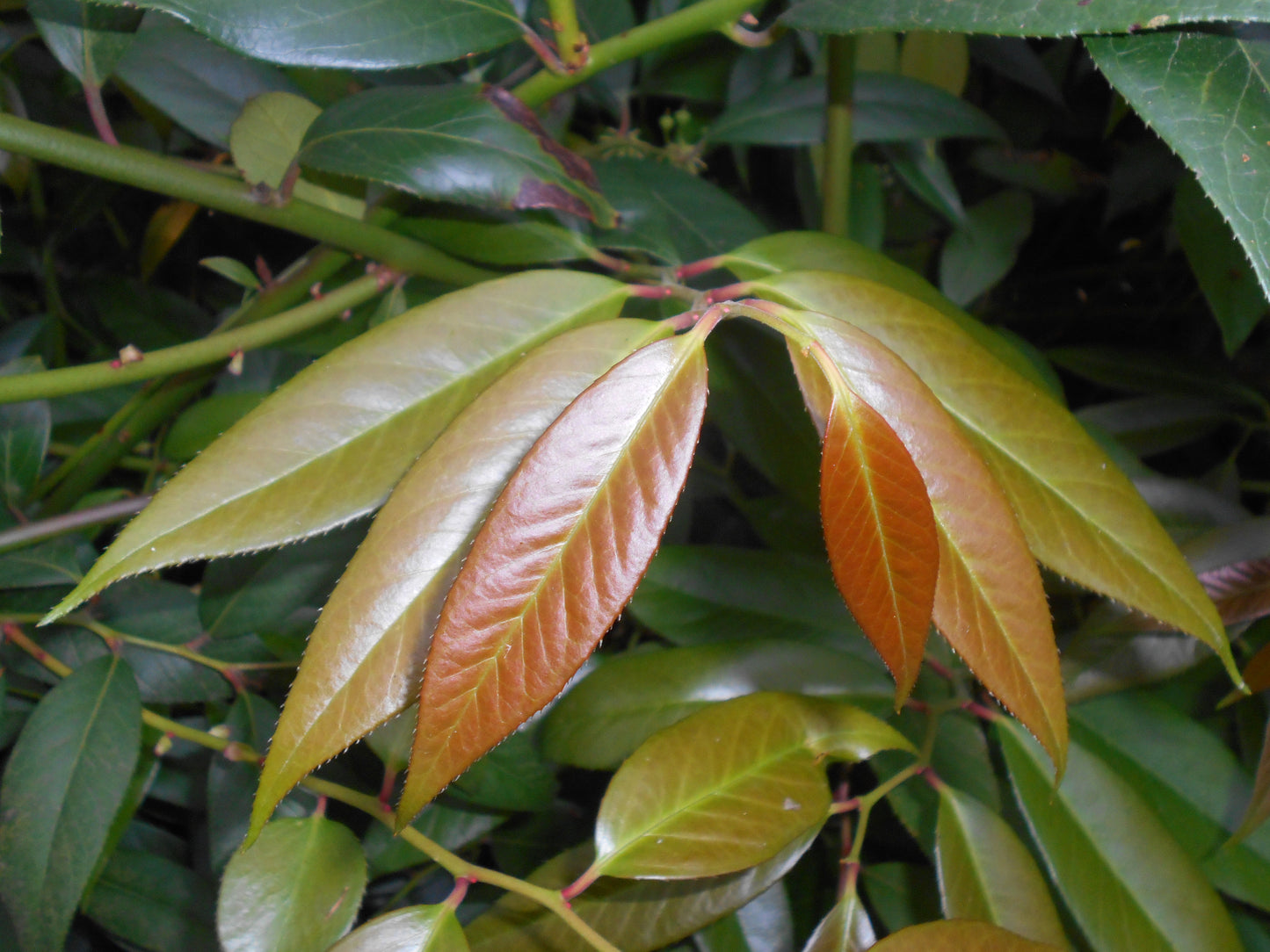 Dog Hobble Highland Doghobble (Leucothoe fontanesiana)