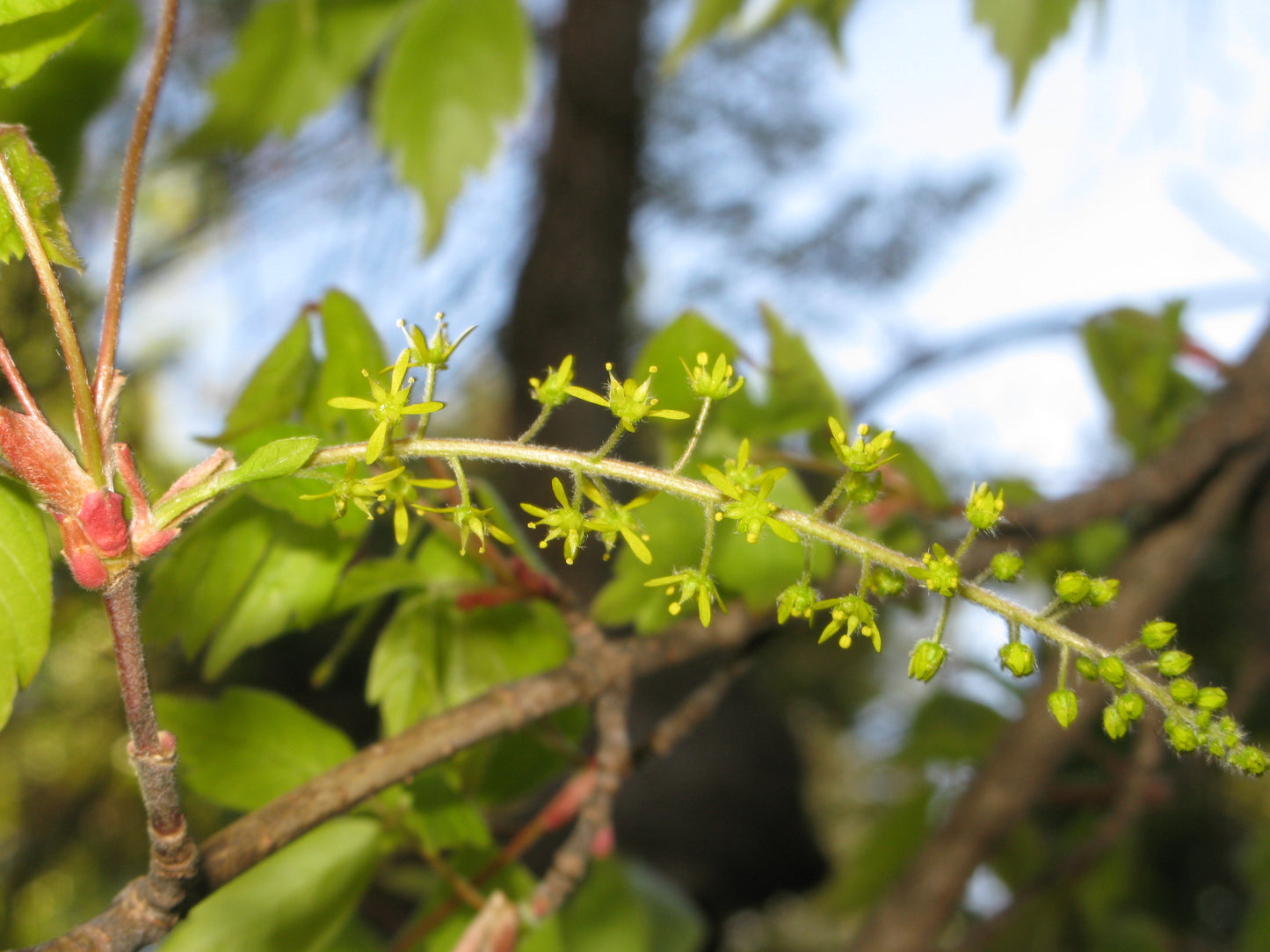 Ivy-leaved Vine-leaved Maple (Acer cissifolium)