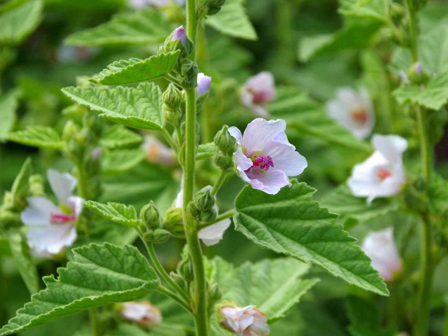 Common Marshmallow (Althaea officinalis)